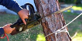 Best Storm Damage Tree Cleanup  in University Of Lifornia Santa Barbara, CA