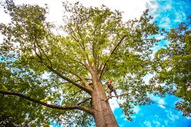 Best Leaf Removal  in University Of Lifornia Santa Barbara, CA