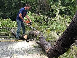 Best Stump Grinding and Removal  in University Of Lifornia Santa Barbara, CA