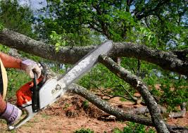 University Of California Santa Barbara, CA Tree Services Company