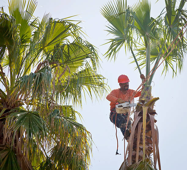 Best Arborist Consultation Services  in University Of Lifornia Santa Barbara, CA