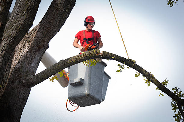 Best Commercial Tree Services  in University Of Lifornia Santa Barbara, CA