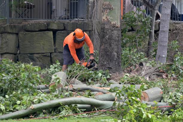 Best Tree Removal  in University Of Lifornia Santa Barbara, CA