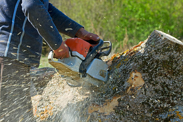 Best Tree Disease Treatment  in University Of Lifornia Santa Barbara, CA
