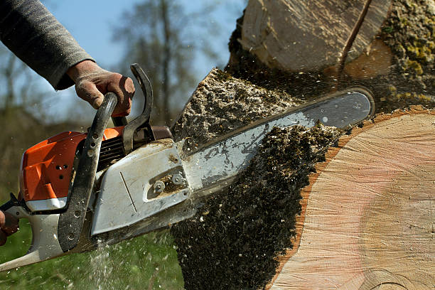 Best Tree and Shrub Care  in University Of Lifornia Santa Barbara, CA