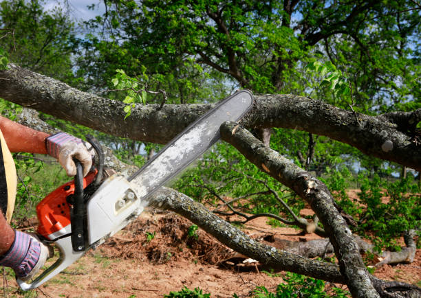 Best Lot and Land Clearing  in University Of Lifornia Santa Barbara, CA