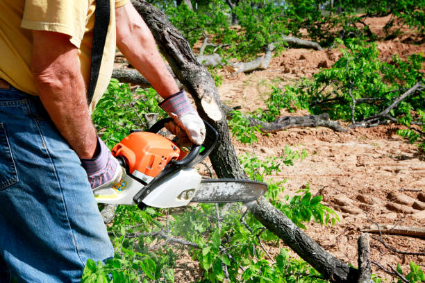Best Lawn Renovation and Restoration  in University Of Lifornia Santa Barbara, CA