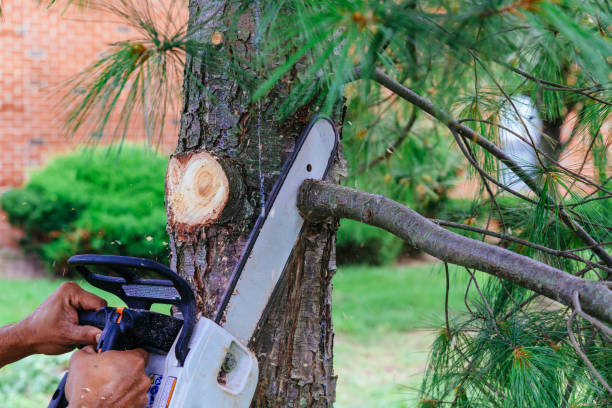 Best Pest Control for Lawns  in University Of Lifornia Santa Barbara, CA